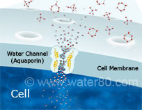Large Water Clusters are Resisted by the Cell Membrane